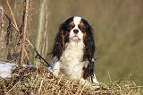 CAVALIER KING CHARLES 417